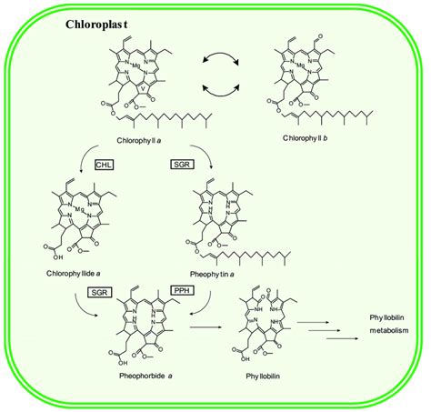 Chlorophyllase (PsCLH) and light